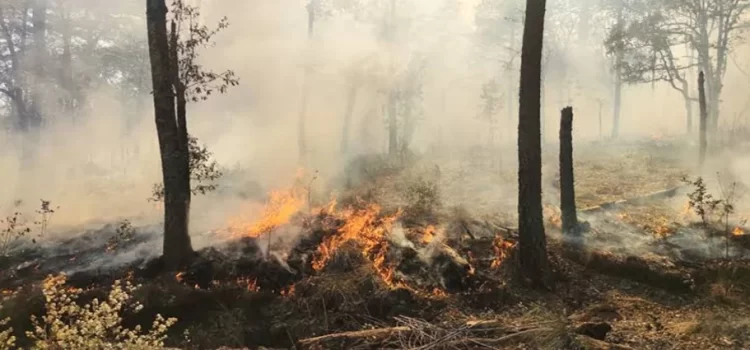 Fuego consume 180 hectáreas de vegetación en sierra de Hidalgo