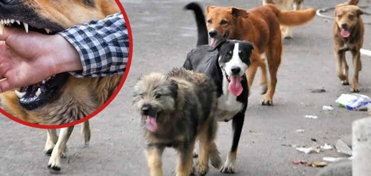 Son falsos mayoría de reportes por ataques caninos en Pachuca