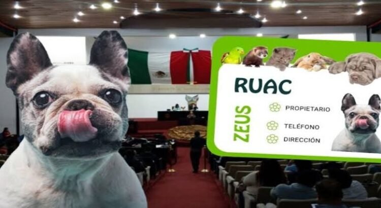 Aprueban registro único de mascotas en Hidalgo