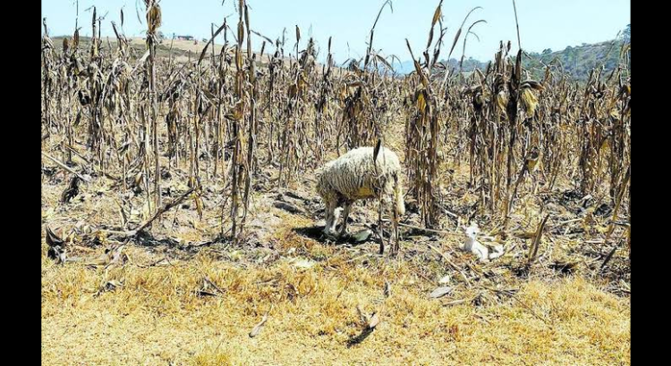 Se pierden casi 200 hectáreas de maíz en región Cápula de Hidalgo