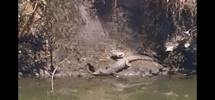 Dueño del cocodrilo hallado en canal de agua en Bondho, Hidalgo aparece y pide que se lo devuelvan