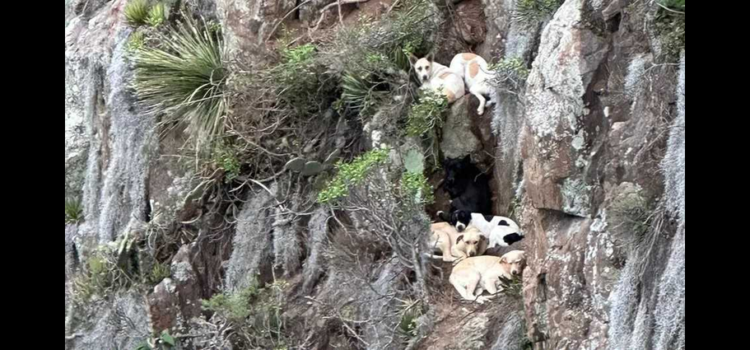 Rescatan a siete lomitos que llevaban 4 días atrapados en peñascos de Hidalgo Rescatan a siete lomitos que llevaban 4 días atrapados en peñascos de Hidalgo