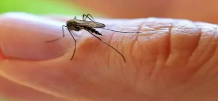 Aumenta 800% el dengue en Hidalgo