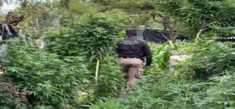 Aseguran plantas de marihuana en Hidalgo