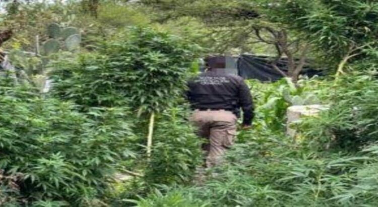 Aseguran plantas de marihuana en Hidalgo