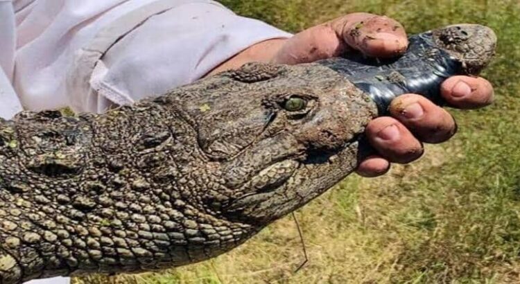 Capturan cocodrilo deambulando en Santiago Tulantepec, Hidalgo