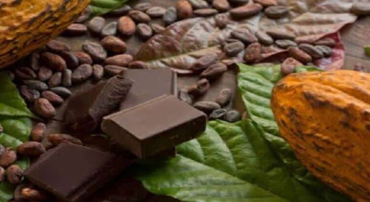 Precio del cacao se dispara en Hidalgo