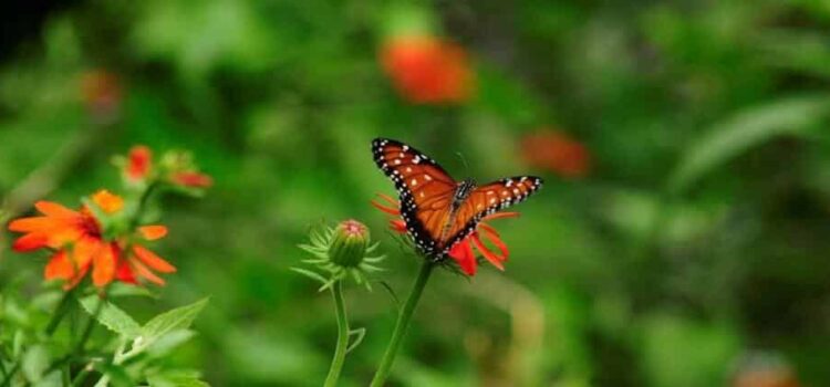 Hidalgo, en ruta para convertirse en el hogar de la mariposa monarca