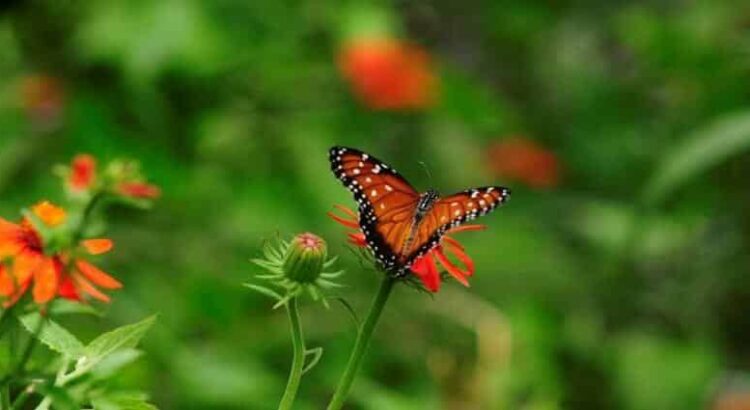 Hidalgo, en ruta para convertirse en el hogar de la mariposa monarca