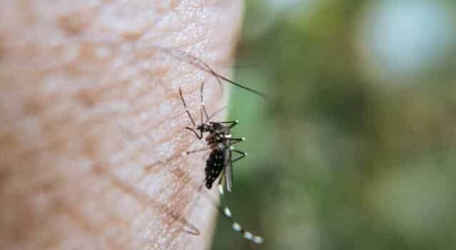 Dengue en Hidalgo sube a casi 2,000 casos registrados en el año 2024