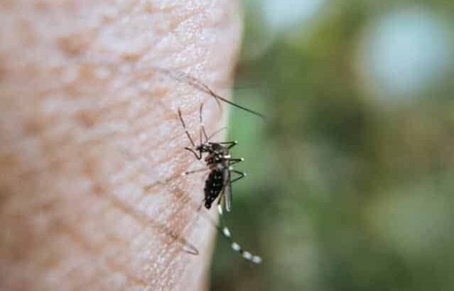 Dengue en Hidalgo sube a casi 2,000 casos registrados en el año 2024