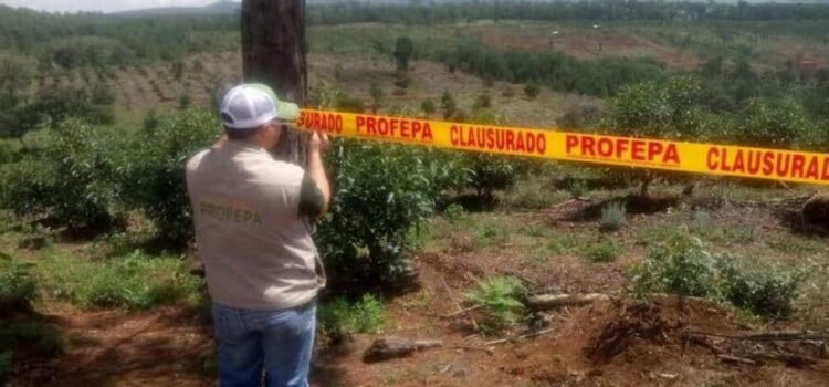 Detecta Profepa construcción en terrenos forestales en municipios de Hidalgo