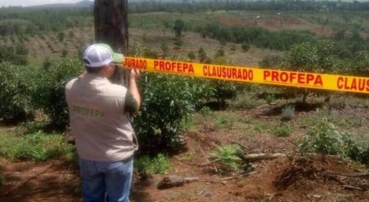 Detecta Profepa construcción en terrenos forestales en municipios de Hidalgo