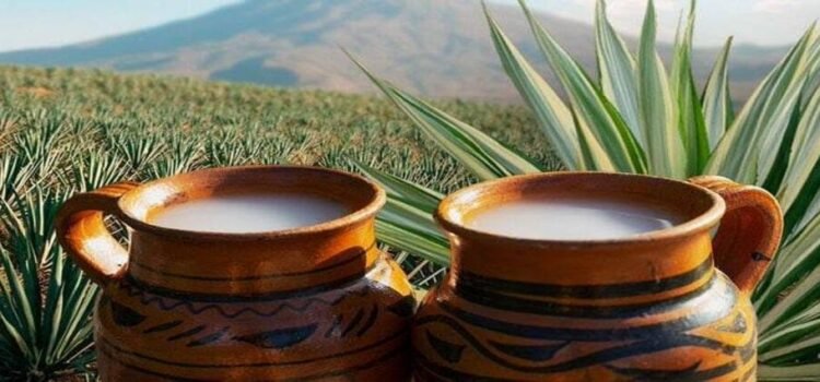 Hidalgo consolida su liderazgo en producción pulquera con apoyos estratégicos al campo Hidalgo consolida su liderazgo en producción pulquera con apoyos estratégicos al campo