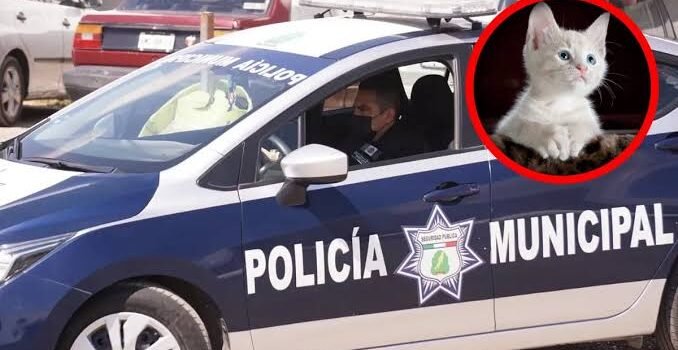 Detienen en Pachuca a sujeto que se paseaba con un gato muerto en el cuello Detienen en Pachuca a sujeto que se paseaba con un gato muerto en el cuello