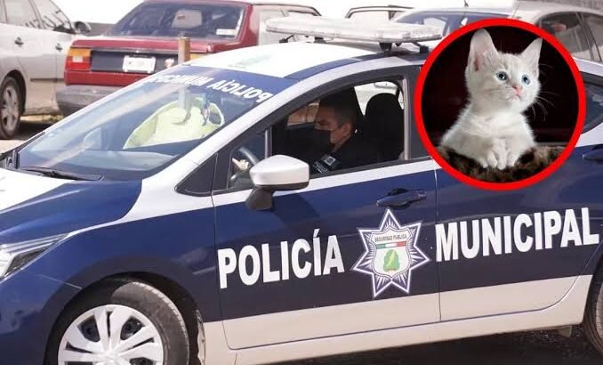 Detienen en Pachuca a sujeto que se paseaba con un gato muerto en el cuello
