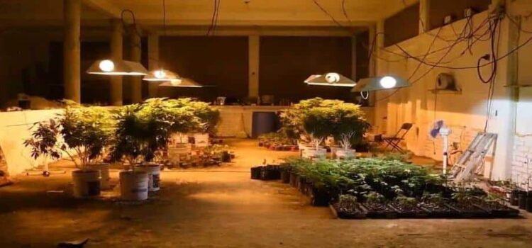 Desmantelan invernadero para producción de mariguana en Hidalgo Desmantelan invernadero para producción de mariguana en Hidalgo