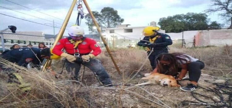Bomberos rescatan lomito que cayó a hoyo de 8 metros de profundidad en Hidalgo Bomberos rescatan lomito que cayó a hoyo de 8 metros de profundidad en Hidalgo