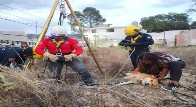 Bomberos rescatan lomito que cayó a hoyo de 8 metros de profundidad en Hidalgo