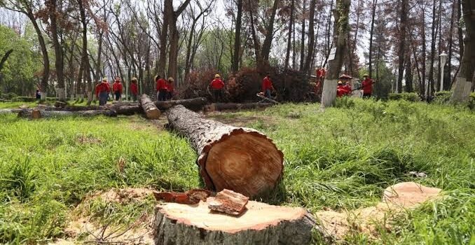 Derribarán árboles en Pachuca para frenar plaga del insecto descortezador