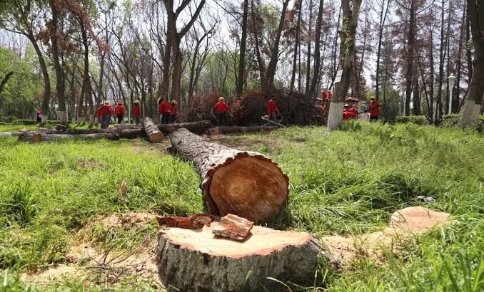 Derribarán árboles en Pachuca para frenar plaga del insecto descortezador