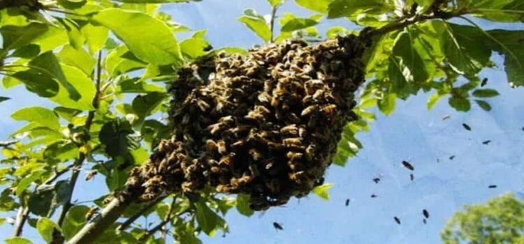 Muere mujer de la tercera edad tras ataque de abejas