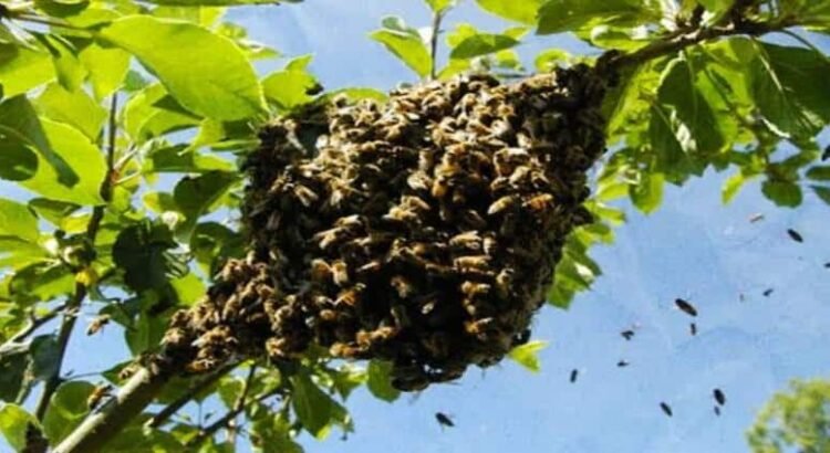 Muere mujer de la tercera edad tras ataque de abejas