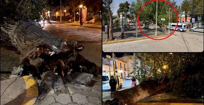 Colapsa icónico árbol en el centro de Pachuca Colapsa icónico árbol en el centro de Pachuca
