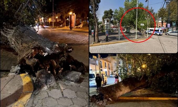 Colapsa icónico árbol en el centro de Pachuca