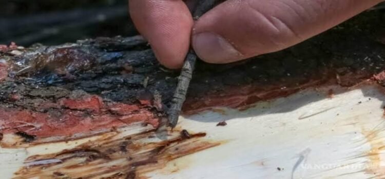 Advierten por presencia de plaga en bosques de Hidalgo; gusano descortezador ya afecta más de mil hectáreas