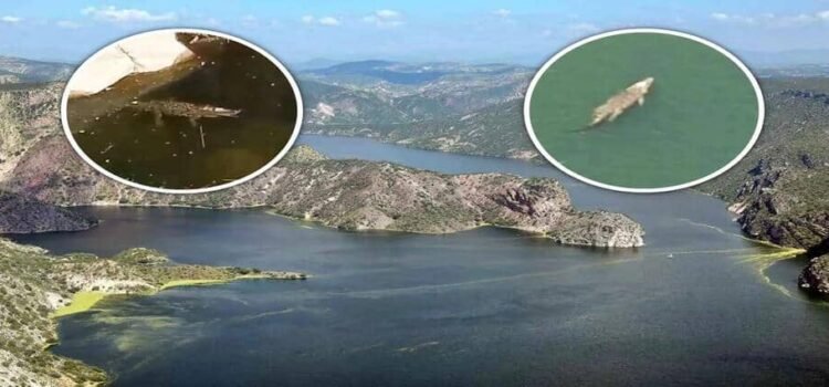Captan enorme cocodrilo en presa de Hidalgo y genera temor entre pobladores