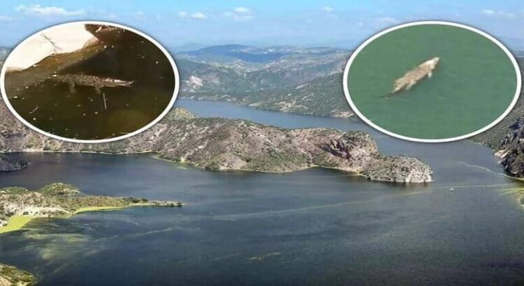 Captan enorme cocodrilo en presa de Hidalgo y genera temor entre pobladores