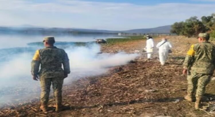 Diputado pide declarar emergencia sanitaria por presencia del mosco Culex en Hidalgo