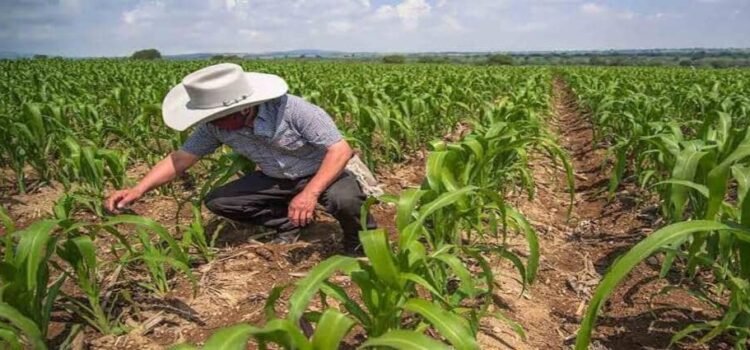 Heladas atípicas dañan mil hectáreas de cultivos en Hidalgo
