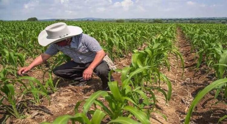 Heladas atípicas dañan mil hectáreas de cultivos en Hidalgo