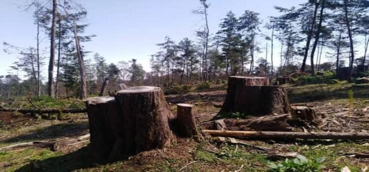 Plagas forestales se multiplican en Hidalgo; más de 8 mil hectáreas afectadas