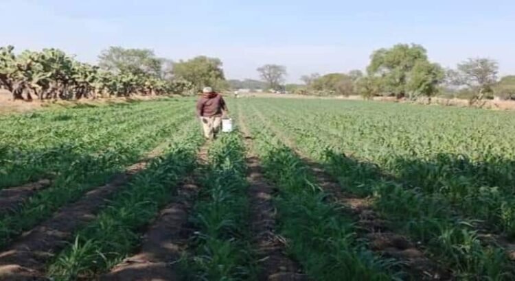 Aumenta Hidalgo producción de maíz y frijol 25% en 2024