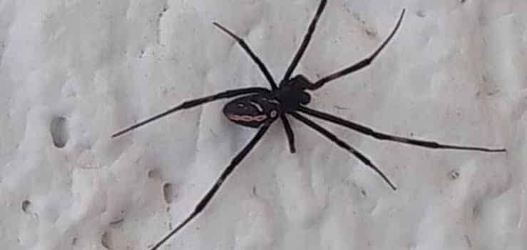 Reportes de picaduras ponzoñosas en Pachuca y otros municipios