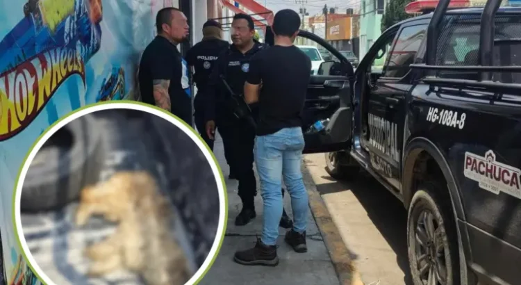 Patrulla atropella a perrito en Pachuca; vecinos evitan su fuga