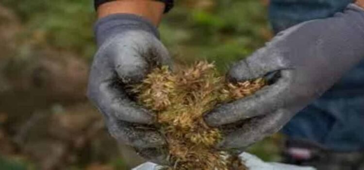 Cultivos de temporal se verán beneficiados por lluvias en Hidalgo Cultivos de temporal se verán beneficiados por lluvias en Hidalgo