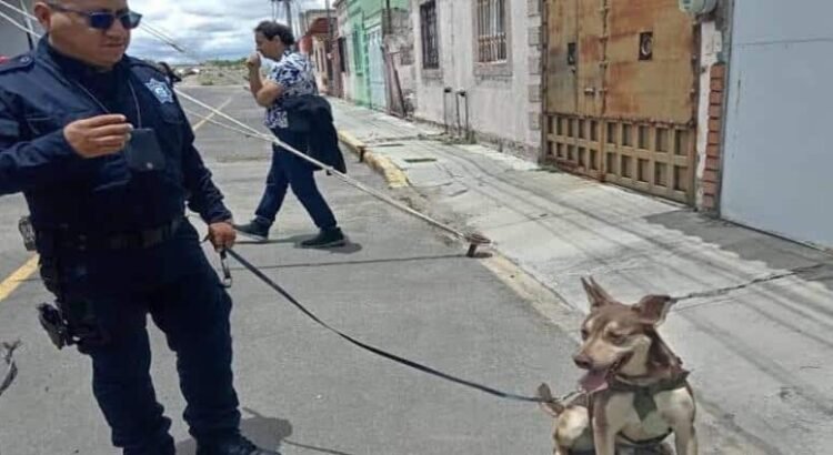 Se llama Capuchino y es agente canino de la policía de Hidalgo