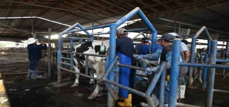 Sin casos de gusano barrenador en Hidalgo; refuerzan acciones preventivas Sin casos de gusano barrenador en Hidalgo; refuerzan acciones preventivas