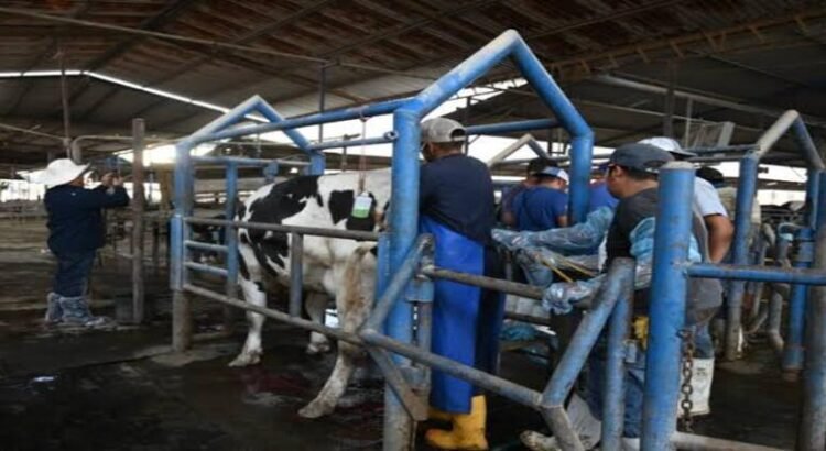 Sin casos de gusano barrenador en Hidalgo; refuerzan acciones preventivas