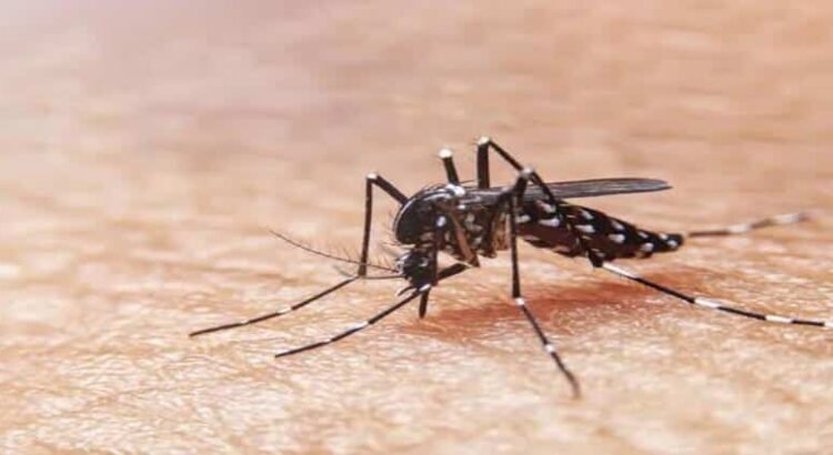 Siguen las licitaciones en Hidalgo para adquirir insumos contra el dengue
