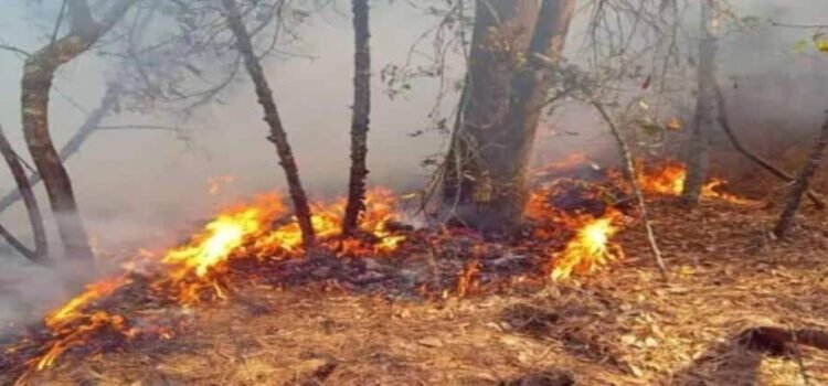 Hidalgo registró 146 incendios forestales durante el primer semestre de 2025
