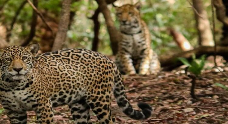 Proponen corredor biocultural para proteger a jaguar en Hidalgo