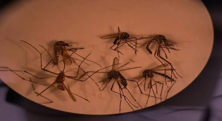 Suma Hidalgo 186 casos de dengue