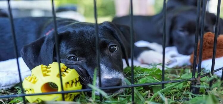 Prohíbe Condado de Hidalgo, Texas, vender animales en carreteras