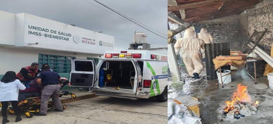 Ataque de abejas deja 11 personas heridas en Hidalgo; dos están graves