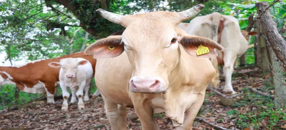 Hidalgo registra 101 casos activos de gusano barrenador; no hay afectaciones en fauna silvestre